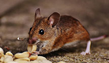 24 Hour & Emergency Exterminators in Bruceton Mls, WV